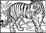 Coloring Pages Tiger Drawing Kids Sketch Letscolorit Animal Sheets sketch template