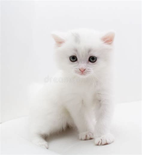 small white cat stock image image  hair puppy feline