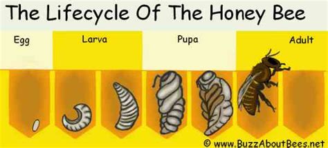 honey bee life cycle egg larva pupa adult bee lifespan video