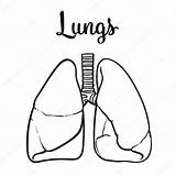 Lungs Sketch Healthy Illustration Vector Person Drawing Pages Coloring Human Isolated Drawn Hand Template Stock Oxygen Colouring Realistic Background sketch template