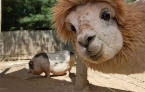 21 foto di alpaca che vi faranno sorridere anche nella giornata più