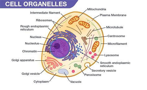 cell organelles structure  functions  cell   organelles