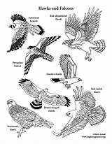 Hawks Falcons sketch template