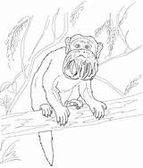 Tamarin Coloring Emperor Pages Tree Monkey Lion Golden Drawing Supercoloring Categories sketch template