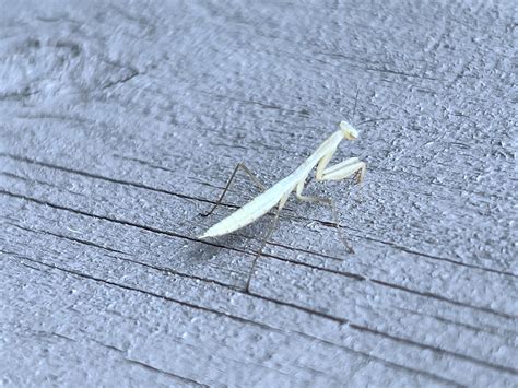 thought     albino praying mantis turns    molt    pure white