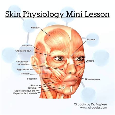 facial muscles anatomy skin anatomy face