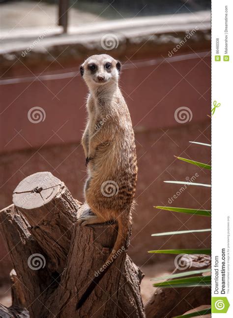 bescheiden meerkat de dierentuin van barcelona spanje stock foto image  bescheiden