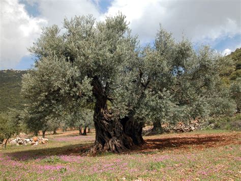 top   amazing trees  israel israelc