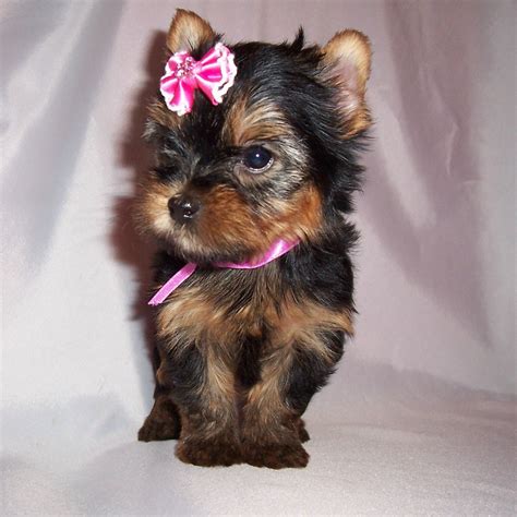 cute puppy dogs yorkshire terrier puppies