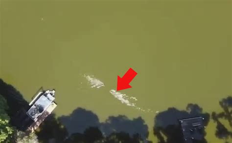 wild drone captures moment alligator attacks swimmer  florida lake digiwaxx radio