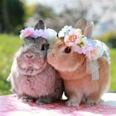 bunnies are adorable bit ly 30mfww2 animaux mignons photo