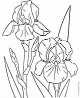 Coloring Flower Pages Sheets sketch template