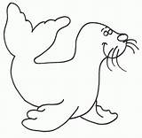 Monk Seal Colouring sketch template