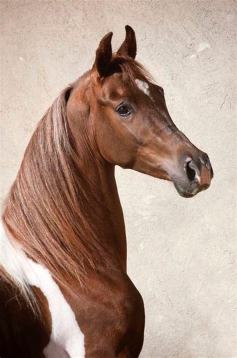 lovely tobiano pinto arabian cross amazing tobiano pinto horse