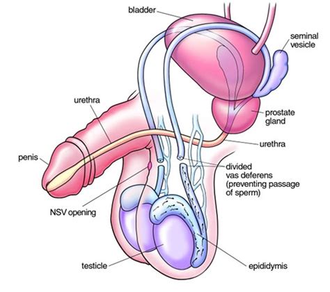 vasectomy information male reproductive diagram
