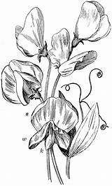 Sweet Pea Drawing Peas Clipart Flower Sketch Lathyrus Flowers Dessin Etc Drawings Line Tattoo Sketches Usf Edu Fleurs Senteur Pois sketch template