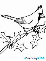 Cardinal Coloring Pages Bird Red Birds Winter Cardinals Flying Kids Printable Color Drawing Template Print Outline Louisville Getcolorings Preschool Adults sketch template