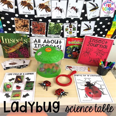 bug centers  activities pocket  preschool preschool science