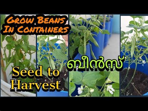 grow beans  container  easy  step  step seed  harvest