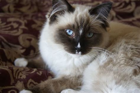 online wallpapers shop ragdoll cat pictures and images