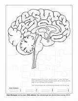 Brain Coloring Biologist Ask sketch template
