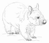 Wombat Coloring Drawing Printable Draw Pages Supercoloring Animals Wombats Kids Hairy Nosed Craft Animal Sketches Australia Step Outline Drawings Australian sketch template