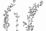 Thyme Drawing Drawings Pencil Illustration Stems Leaves Choose Board sketch template