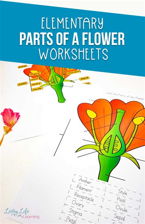 parts   flower worksheet  perfect  learning  flowers