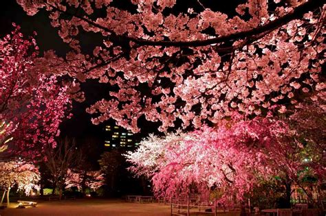 Yozakura Illuminated Cherry Blossoms At Shukkei En