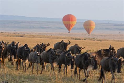 serengeti national park join  safaris
