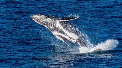catch  tail    whale watching season destination kiama