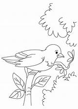 Sparrow Coloring Cute Pages Little Kids Library Clipart sketch template