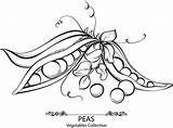 Drawing Soybean Pea Pod Vector Getdrawings sketch template