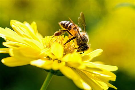 Honey Bees Are Suffering From Nutritional Stress •