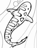 Shark Tiger Coloring Kids Sharks Print sketch template