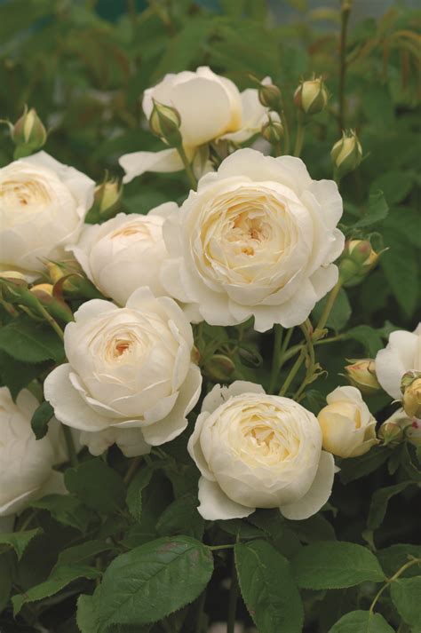 david austin english rose claire austin mm pot dawsons garden world