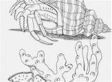 Crab Hermit Coloring Getdrawings sketch template