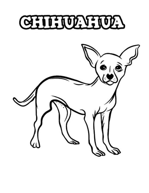 coloring pages  adults chihuahua dog coloring page puppy coloring