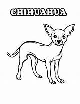 Chihuahua Coloring Simplicity Chihuahuas sketch template