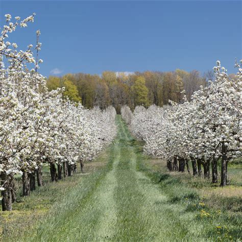 apple orchard  bloom
