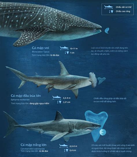 compare  size  shark species   world