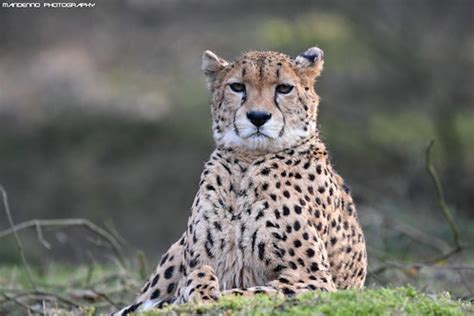 cheetah safaripark beekse bergen mandenno photography flickr