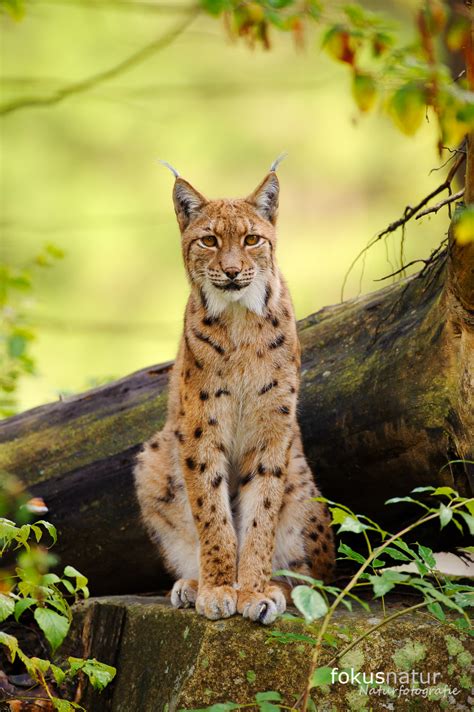 europaeischer luchs lynx lynx naturbild galerie luchs fokusnatur