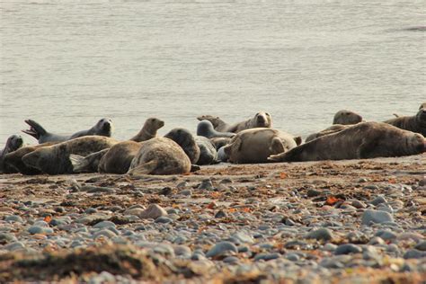 Grey Seals A Success Story Inside Ecology
