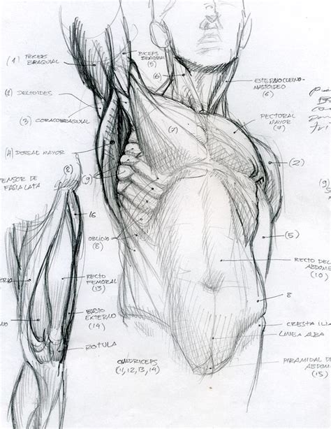 anatomy human anatomy drawing anatomy sketches anatomy drawing