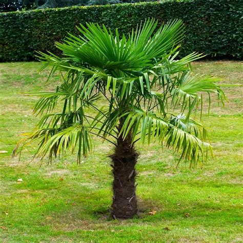windmill palm tree cold hardy palm trees landscaping plants palm