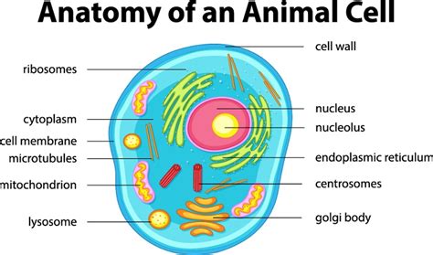 animal cells educational resources  learning life science science lesson plans activities