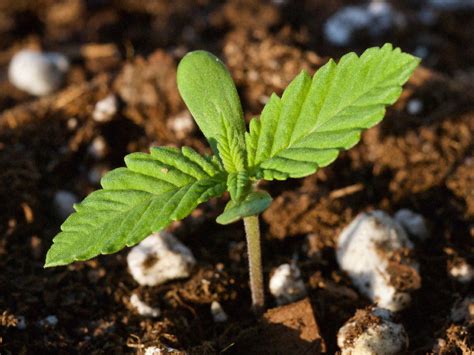 care   feed  marijuana seedlings