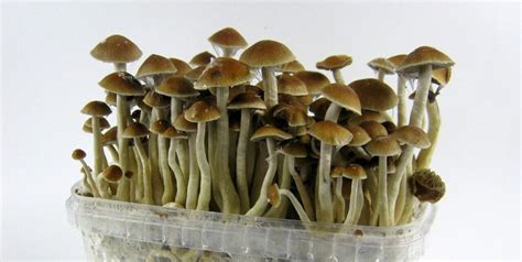 grow magic mushrooms  home  easy guide
