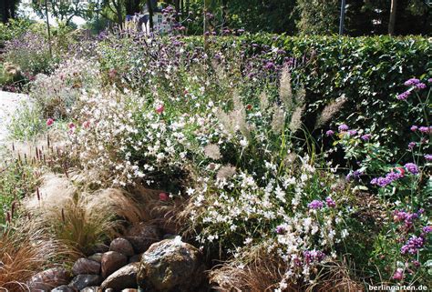 prachtkerze verbena und graeser taenzer im beet berlingarten